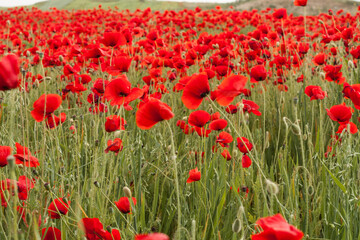 Obraz premium Campo de amapolas