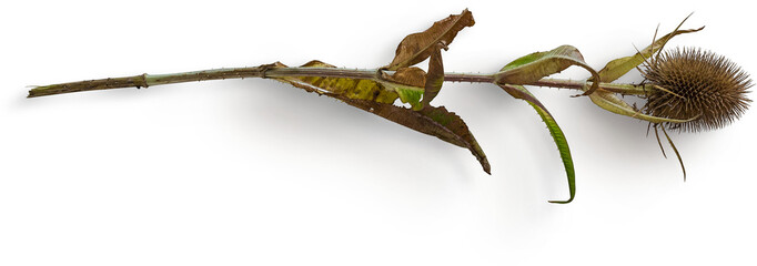 Teasel With Stem Plant