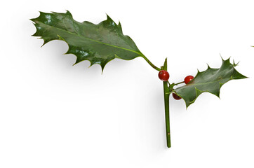 Winter Holly Branch with Berry