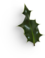 Fototapeta premium Winter Holly Leaf