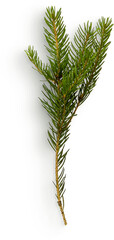 Winter Pine Branch