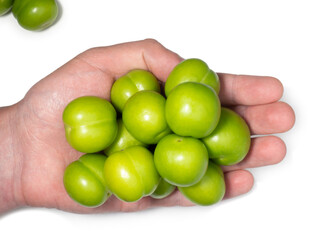 Cherry plum fruits on a white background. Tkemali sauce ingredient.  Green plums in hand