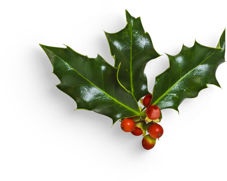 Winter Holly Leaves with Berry