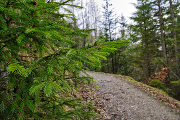 Nadelbaum mit Regentropfen 