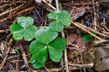 Kleeblatt mit Morgentau Wassertropfen 