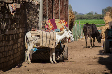Donkey in a traditional Egyptian village near Cairo, Egypt