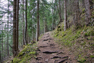 Waldweg in den Bergen mit Bäumen 