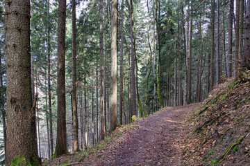 Waldweg in den Bergen mit Bäumen 