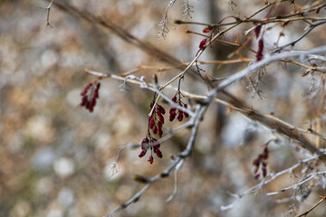 Rote Beeren an einem Ast Bergpflanze 