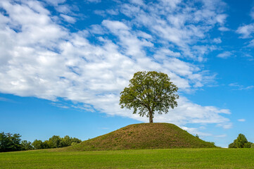 A lonely tree on the top of a man made hill