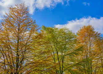 Trees with beautiful fresh colourful leaves 