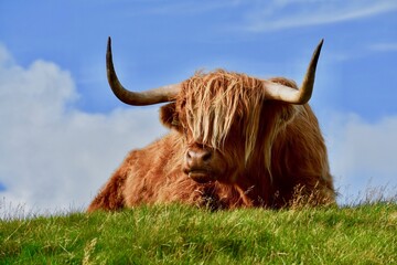 scottish highland cow resting on grass