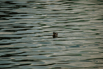 duck in the lake at summer