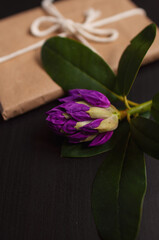 Purple azalea flower with a gift in craft packaging