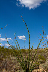 Ocotillo In Douglas, AZ