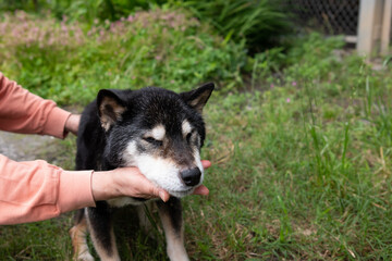 老いた柴犬