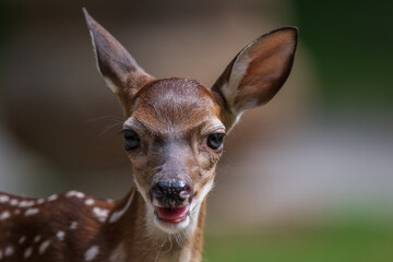 portrait of a baby deer