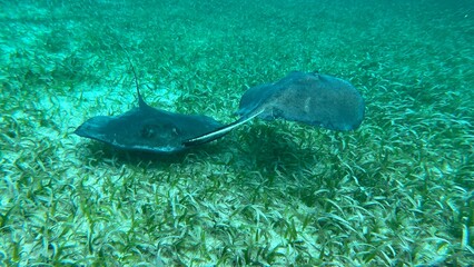 Haie und Rochen Belize