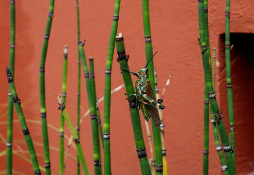 Langosta y equisetum