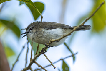 Brown Gerygone in Queensland Australia