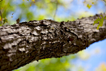 Obraz premium Trees along a hiking trail in Ontario, Canada.