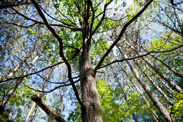 Trees along a hiking trail in Ontario, Canada.