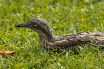 Bush Stone Curlew or Thick Knee in Queensland Australia