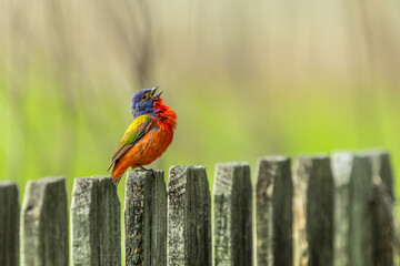 Singing Painted Bunting Perched On Fence
