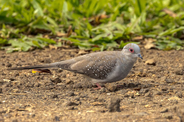 Diamond Dove in Queensland Australia