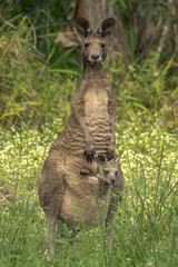 Eastern Grey Kangaroo in Queensland Australia