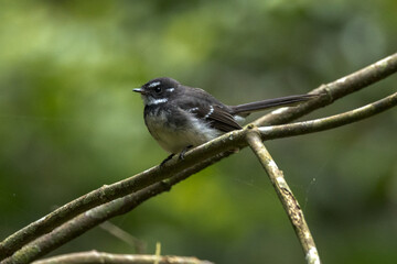 Obraz premium Mountain Grey Fantail in Queensland Australia