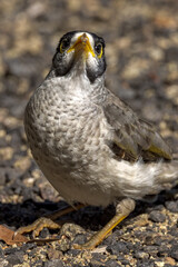 Noisy Miner in Queensland Australia