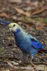 Pale-headed Rosella in Queensland Australia