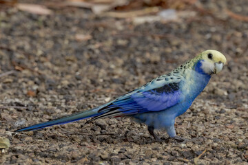 Pale-headed Rosella in Queensland Australia