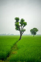 Fototapeta na wymiar Two trees in field - lush green grass captures in village of India. 