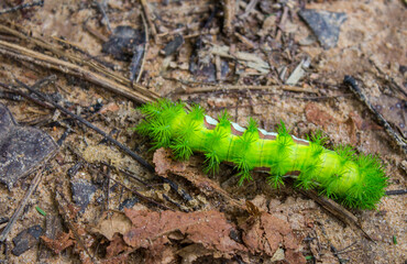 green caterpillar on a leaf