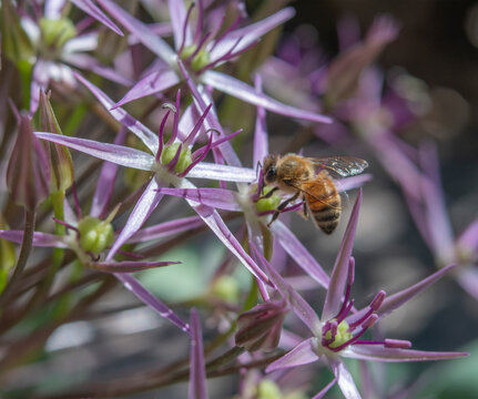 Honey Bee on Star Shaped Lilac Colored Allium Ornamental Onion Flowers