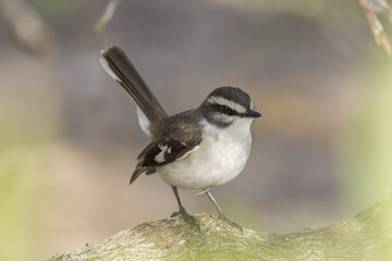 White-browed Robin in Queensland Australia