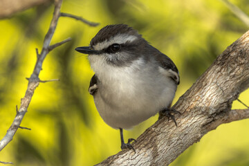 White-browed Robin in Queensland Australia