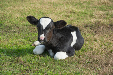 dairy cow, calf in the farm and dairy