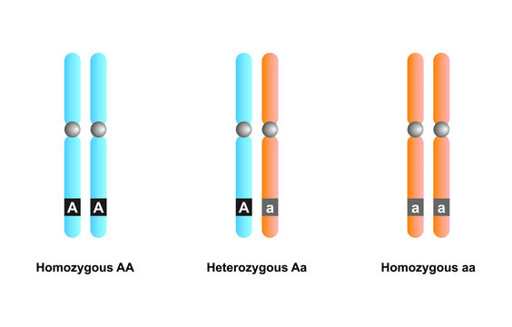 Scientific Designing of Homozyogous And Heterozygous Chromosomes. Colorful Symbols. Vector Illustration.