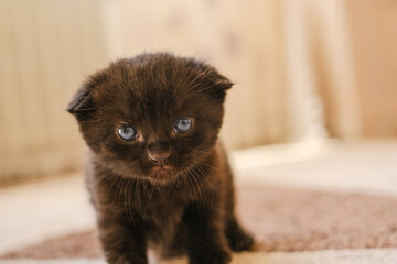 Baby kitten.Black lopeared kitten with blue eyes in a bright room. domestic kitten.Pet. British shorthair black kitten. 