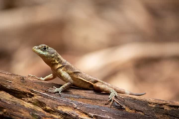 Foto op Plexiglas lizard on a rock © Tassia