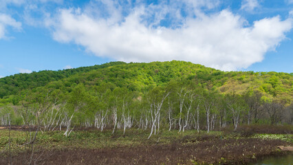 Fototapeta premium 白樺と山の木々