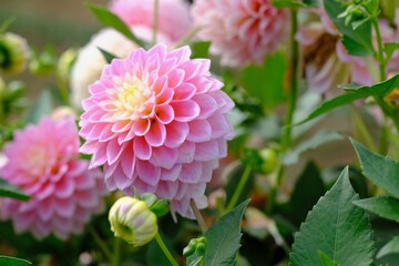 Pink and yellow dahlia flower close up