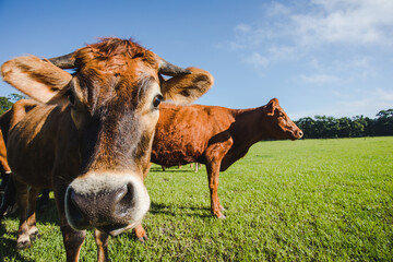 Close up of Two Cows in a Green Pasture with Blue Sky looking at Camera