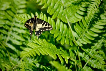Yellow and black swallowtail butterfly on ferns