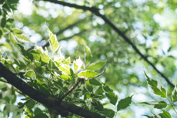 初夏の新緑と木漏れ日のイメージ