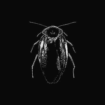 Death’s Head Cockroach hand drawing vector illustration isolated on black background.