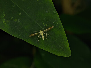 Cnaemidophorus rhododactyla, also known as the rose plume moth, is a moth of the superfamily...